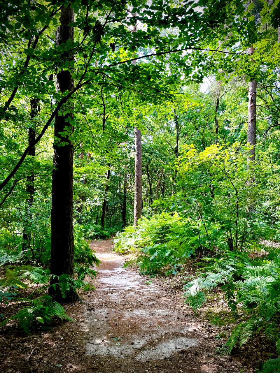 Wandelen in het Rommelgebergte 