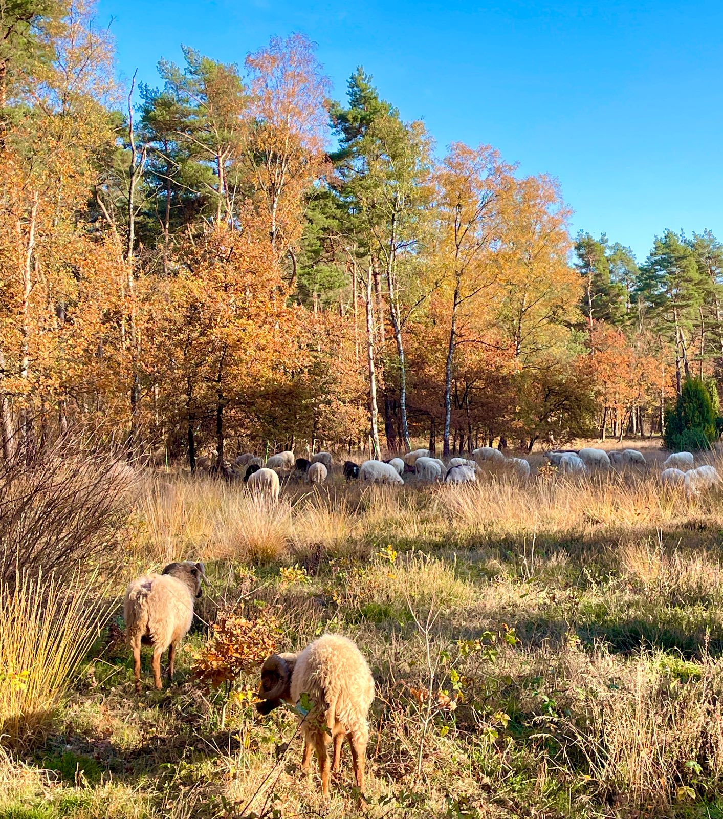 Herfst