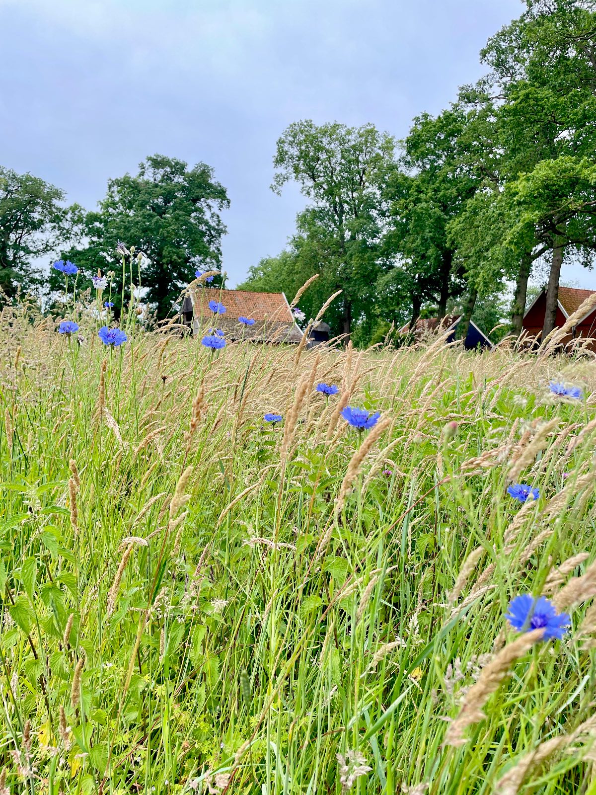Wandelen langs het Korenburgerveen